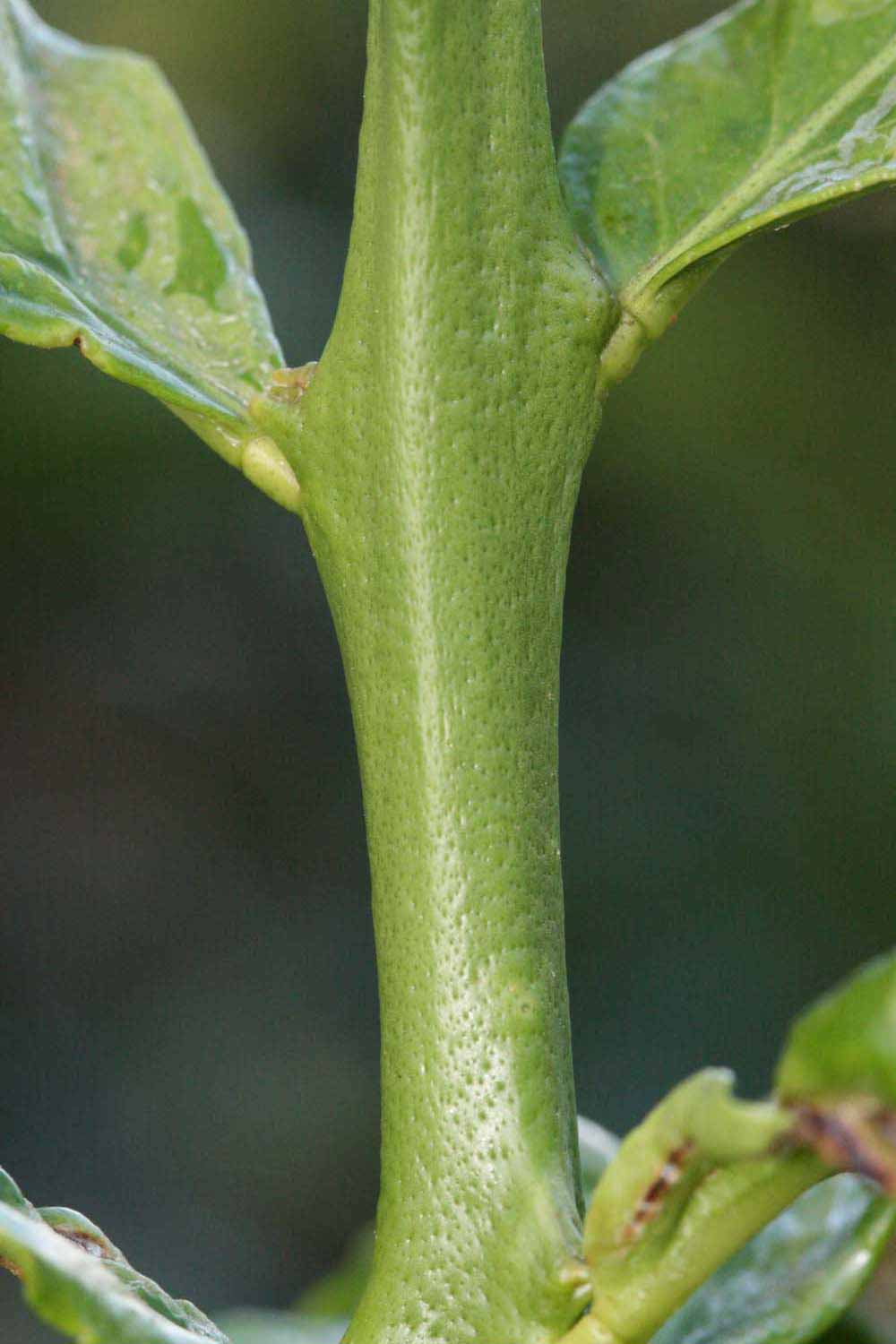            First year twig (Riverside, CA)   